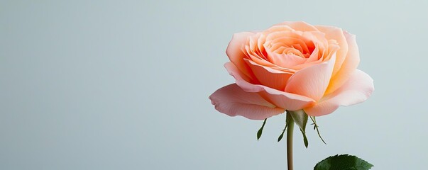 Wall Mural - Minimal rose idea. Delicate pink rose in soft focus against a muted backdrop, radiating elegance and beauty.