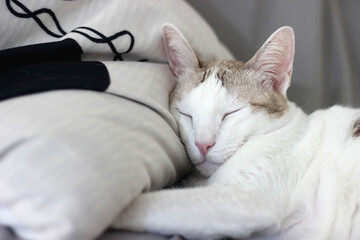 Wall Mural - A cat is sleeping on a pillow