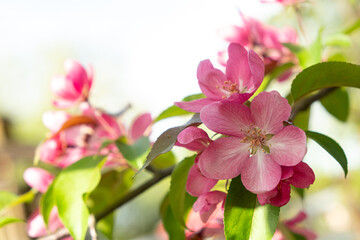 Wall Mural - Beautiful pink blossoms apple tree Malus floribunda siebold in full bloom on a tree branch with vibrant green leaves and soft natural light. Ideal for spring-themed designs and nature photography