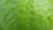 © Thak Pixel - macro close-up of guava peel highlighting its light green color and slightly bumpy surface texture