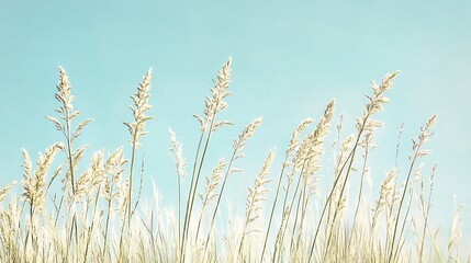 Naklejka na meble Sunny day, tall grass against a blue sky.