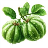 Green garcinia fruits with leaves and water droplets.