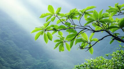 Sticker - Sunlit Green Leaves Over Misty Mountain Landscape.