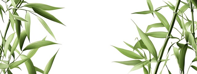 Poster - Green bamboo leaves isolated on white.
