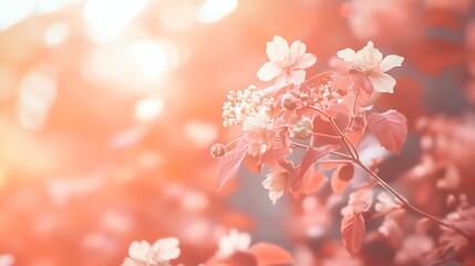 Aufkleber - Sunlit pink blossom flowers on branch.