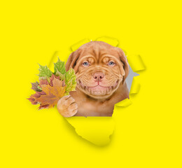 Aufkleber - Smiling Mastiff puppy holds dry leaves and looks through the hole in yellow paper