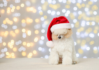 Poster - Young Poodle puppy  wearing santa hat sits on festive background. Empty space for text