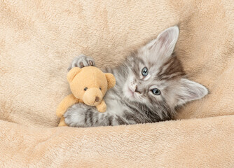 Poster - Cozy tiny Maine coon kitten lying with favorite toy bear under warm plaid on a bed at home. Top down view