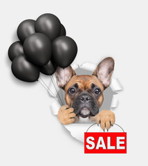 Aufkleber - Funny French Bulldog looks through the hole in white paper, holding black balloons and showing signboard with labeled 