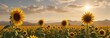 © vilavanh - Towering sunflowers in boundless golden fields , sunny day, green hills