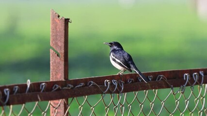 Wall Mural - 4k footage of oriental magpie-robin.this video was taken from Bangladesh.