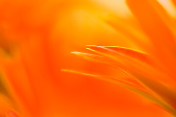 Wall Mural - Flower Series : Background of gerbera petals