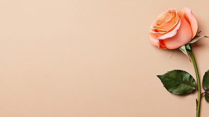 Poster - Pastel rose idea. A beautiful peach rose against a soft, neutral background, symbolizing elegance and love.