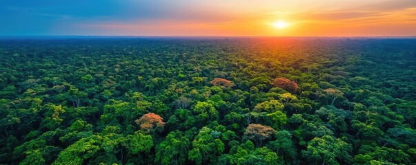Poster - Aerial View forest idea. Breathtaking aerial view of lush green forest under a stunning sunset sky.