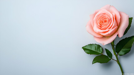 Sticker - A delicate pink rose with green leaves against a soft blue background, symbolizing beauty and elegance.