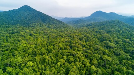 Poster - Aerial View forest idea. Aerial view of lush green mountains surrounded by dense tropical rainforest.