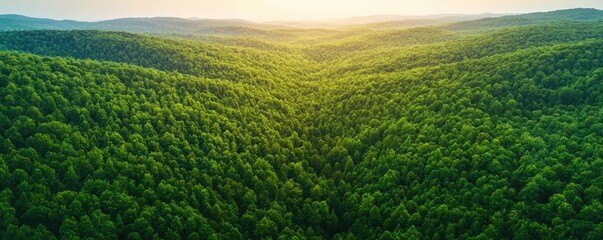 Poster - Aerial View forest idea. Lush green landscape of rolling hills filled with dense trees and natural beauty.