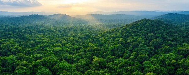 Poster - Aerial View forest idea. A stunning aerial view of lush green forest bathed in soft, golden sunlight.