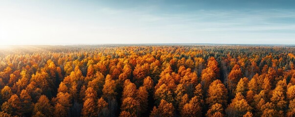 Poster - Aerial View forest idea. A stunning panoramic view of a vibrant autumn forest at sunrise, golden leaves shining.