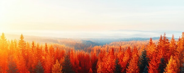 Poster - Aerial View forest idea. Breathtaking autumn forest landscape with vibrant orange trees and serene sky.