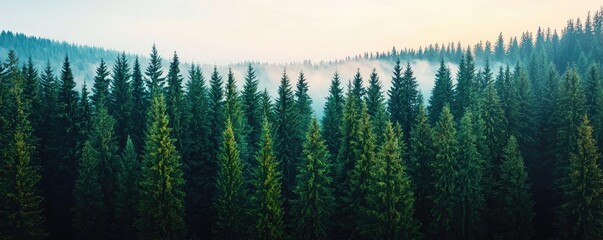 Poster - Aerial View forest idea. A tranquil forest landscape at dawn, showcasing lush green trees and misty hills.