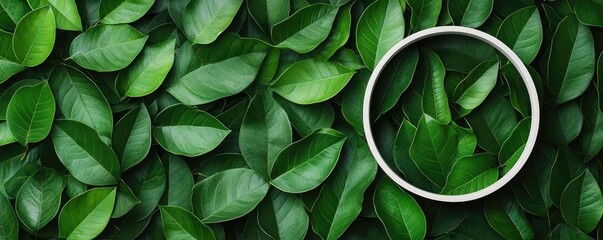 Fototapete - Tropical frame concept. Close-up view of vibrant green leaves showcasing their natural texture and patterns.