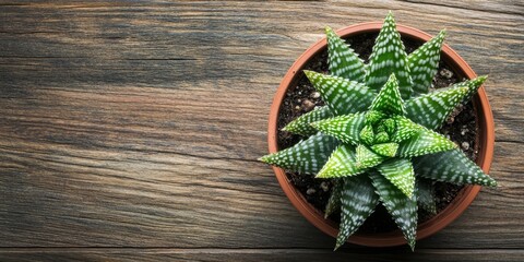 Canvas Print - Top view of Haworthia captown displayed in a pot on a wooden table, featuring a tropical plant against a natural background, with ample copyspace for design or text integration.