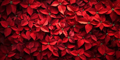 Wall Mural - Red Poinsettia flowers serve as a beautiful Christmas symbol, creating a festive background filled with the vibrant charm of Poinsettia. The Poinsettia flower embodies holiday spirit and joy.