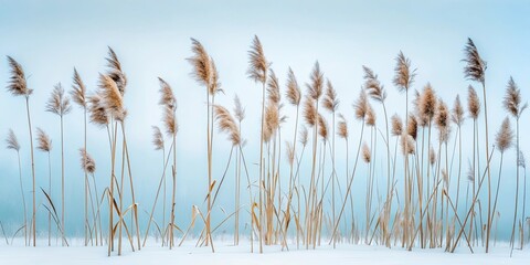 Canvas Print - Winter's delicate dance tall grasses sway gently in a snowy landscape under a serene pale sky