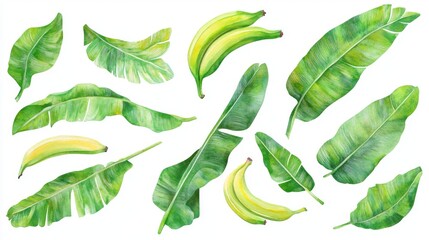 Wall Mural - 6.A vibrant set of watercolor tropical banana leaves isolated on a white background, each leaf painted with attention to subtle shading and green hues. The leaves are arranged in various positions,