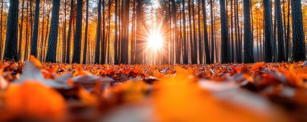 Wall Mural - Autumn forest concept. A vibrant forest scene in autumn, with colorful leaves and the sun shining through trees.