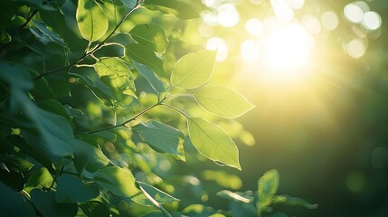 Wall Mural - Blurred bokeh idea. Sunlight filters through vibrant green leaves, creating a serene natural atmosphere.