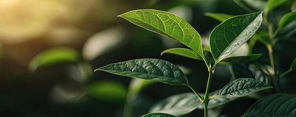 Wall Mural - Blurred bokeh idea. Close-up of vibrant green leaves glowing in sunlight, symbolizing nature's beauty.