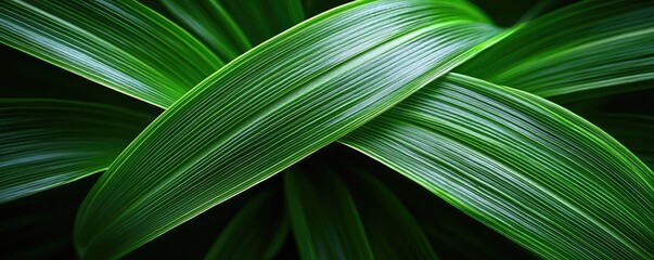 Wall Mural - Foliage abstract background concept. Close-up of vibrant green leaves showcasing natural textures and patterns.