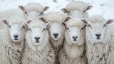 Seven fluffy white sheep looking directly at the camera, closely huddled together in winter.