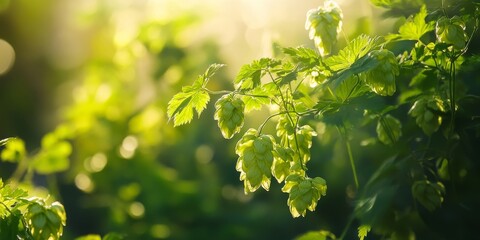 Wall Mural - Wild green hops thrive under the sun, showcasing the beauty of nature. This vibrant wild green hops shrub highlights the essence of growth and vitality in natural landscapes.