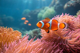 A photo of a fish and anemone