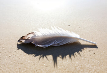 white bird feather on the beach