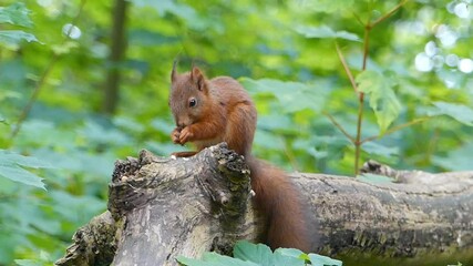 Wall Mural - squirrel in the forest