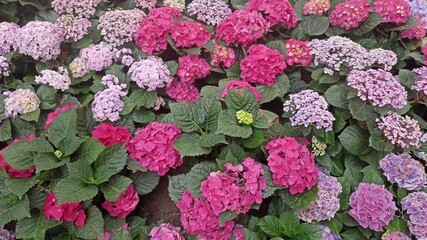 Wall Mural - blooming purple pink hydrangea macrophylla flower field garden horticulture
