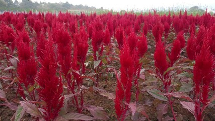 Wall Mural - red blooming Cockscomb celosia argentea flower in garden