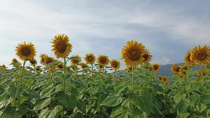 Wall Mural - blooming sunflower flower field in garden