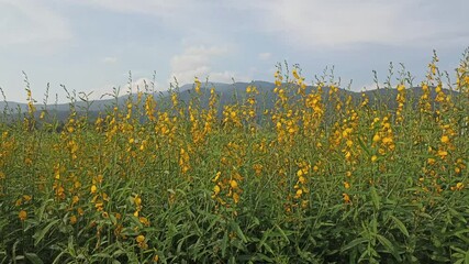 Wall Mural - blooming Sunhemp (Crotalaria juncea ,Madras hemp) in flower meadow field. Agriculture and farming