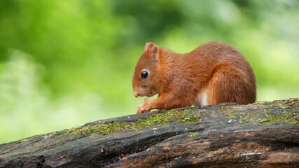 Wall Mural - squirrel in the park