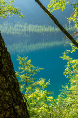 Wall Mural - Green Leaves Frame And Reflect In The Clear Blue Waters Of Bowman Lake