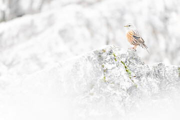 Wall Mural - The Alpine accentor, fine art portrait in the high mountains (Prunella collaris)