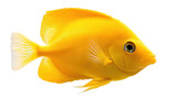 Vibrant yellow fish swimming gracefully. transparent background