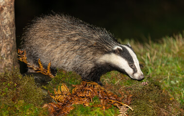 Wall Mural - Badger, Scientific name: Meles Meles.  Wild, native European badger foraging at night in rainy weather with green moss and golden bracken. Close up. Horizontal.  Copy space