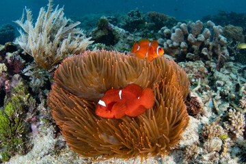 Wall Mural - Spinecheek anemonefish, Amphiprion biaculeatus, swim among the tentacles of their colorful host anemone on Bangka Island, Indonesia. Anemones can be a variety of colors but vibrant orange is rare.