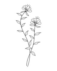Wall Mural - Hand drawn line art blooming flowers. Design for invitations, tattoos and backgrounds, botanical vector illustrations